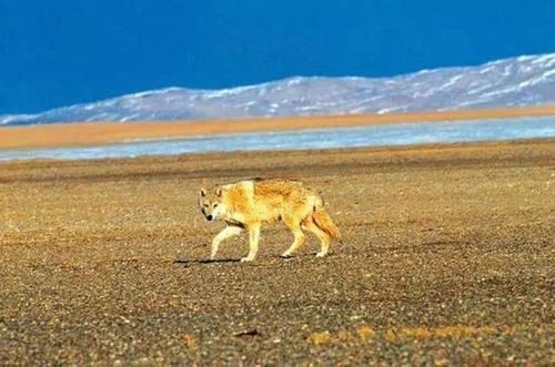  发现|青海失联女大学生遗骸被发现，野外不仅有诗和远方，还有野兽