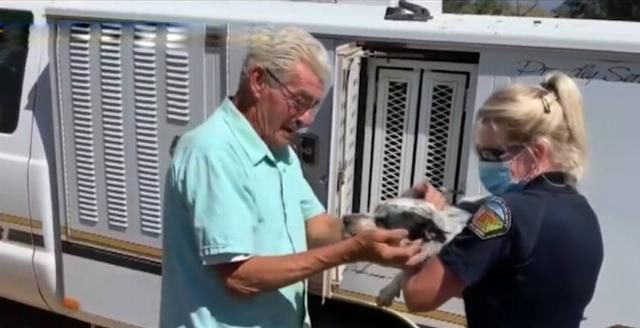  狗子|狗子追赶郊狼失踪三天 警察将其送回与主人团聚