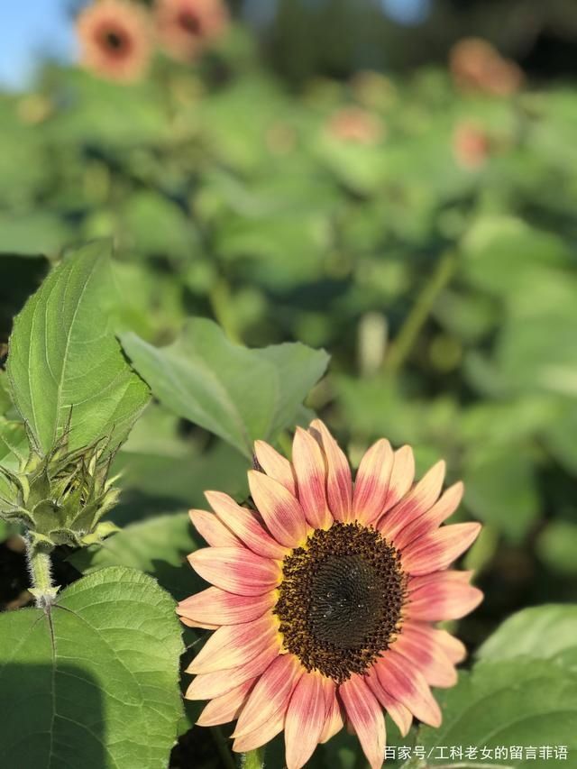 葵花|沈阳花讯通知：朵朵葵花向阳开