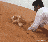 搞笑|搞笑GIF:喵星人:主人,你是不是傻?再挖我就被埋了