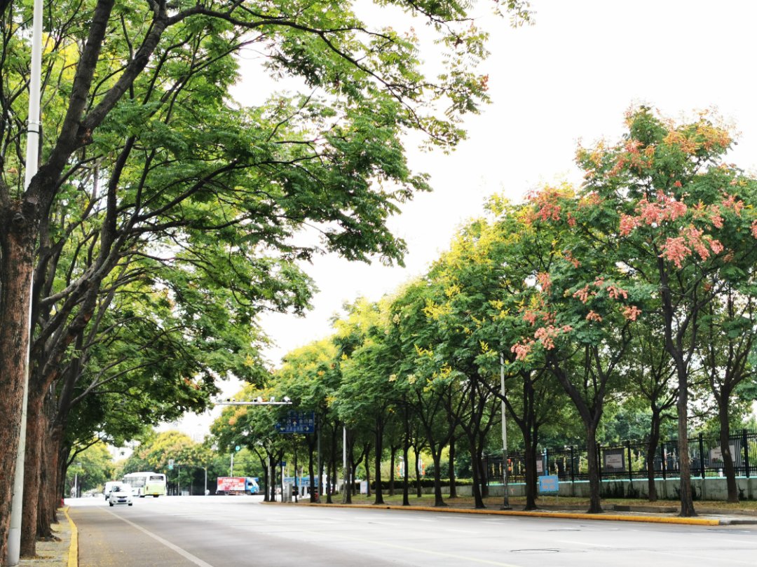 普陀|普陀林荫道“全家福”又添新成员!这两条道路在你家附近吗?