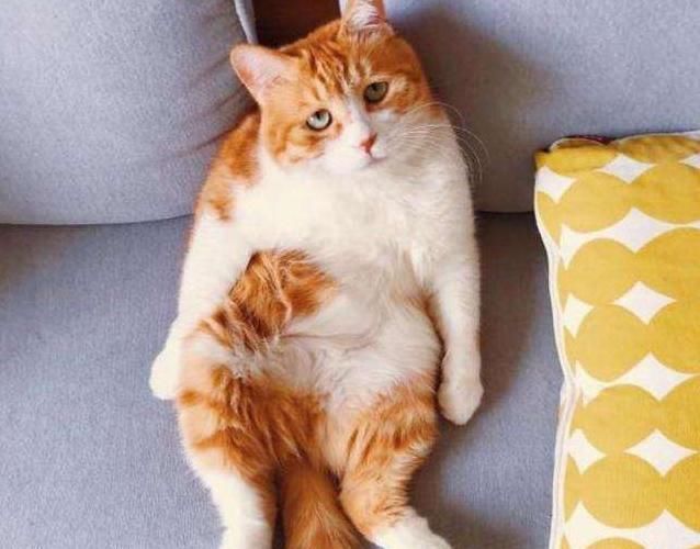 听说|听说跟猫同眠会睡得更香？网友：让你见识一下，什么是半夜蹦床迪