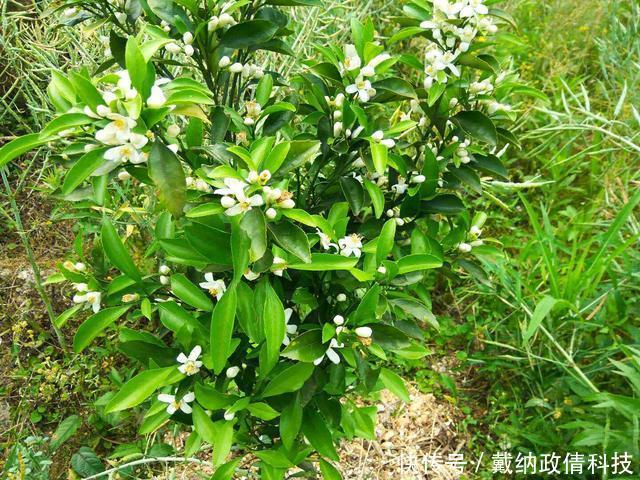  丰产|桂林地区沃柑丰产栽培技术要点、种植抚育管理、病虫害防治
