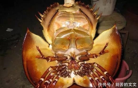  认出|海鲜大全, 你能认出多少