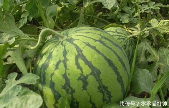 最甜|西瓜居然也分公母，原来母的最甜，教你三招，挑出香甜母瓜