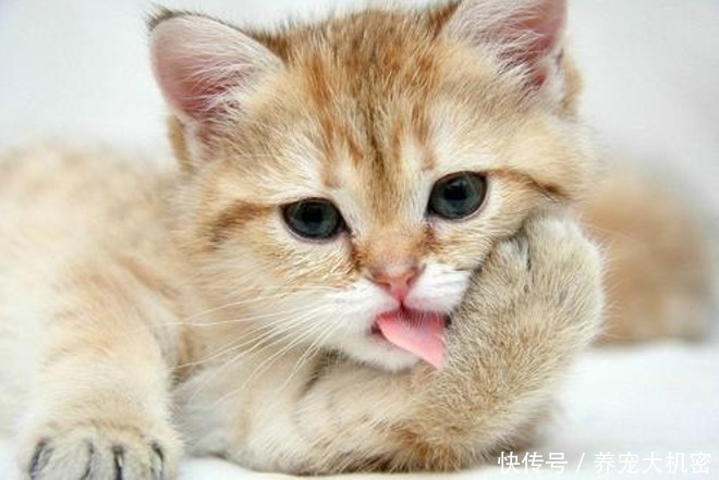  球片|化毛球片和化毛膏到底哪个更胜一筹？