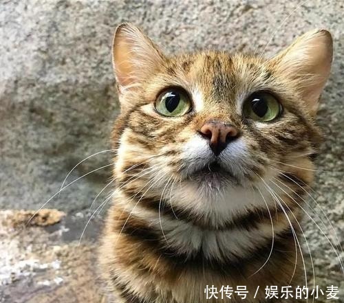 最小|最大的猫属动物能打得过最小的豹属动物吗