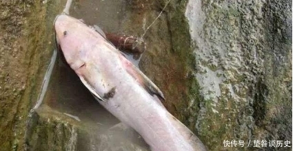 肥王|人称“肥王鱼”,酷似鲶鱼,身上有毒刺,比河豚还鲜美200元1斤