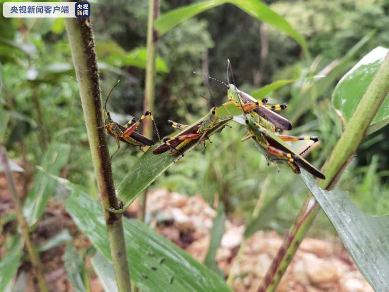 天无|云南黄脊竹蝗发生面积逾15万亩 连续8天无境外迁飞 产卵期或增大防控压力