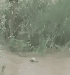  看哭|看哭了……狗妈妈不顾阻拦跳入洪水救宝宝