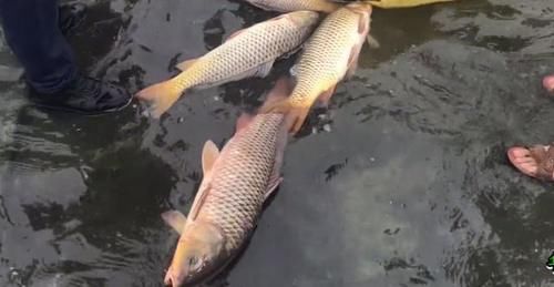  被困|石梁河关闸，成群大鱼被困浅水，有人“捡”了一两百斤