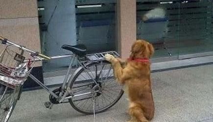  送来|大爷常被小偷光顾，买了自行车没多久就丢，儿子随后送来了法宝