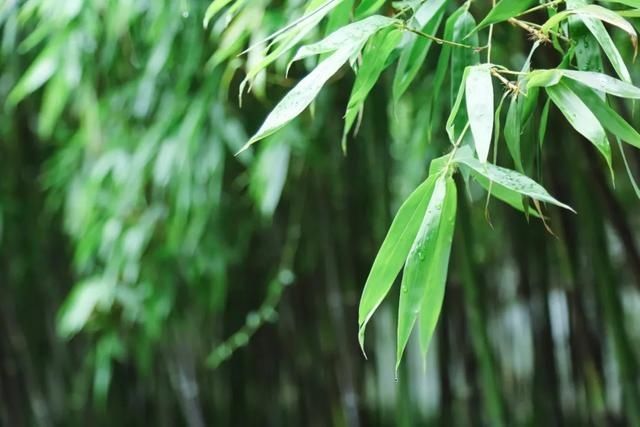  宝石山|0.5个亭子长啥样？这个夏天，西湖边这些地方不去会遗憾！