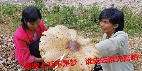  斗鸡|就问你晓得仁寿“斗鸡公”不？