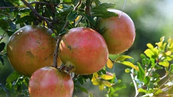  嫁接|石榴的栽培很简单，掌握好下面几点栽培技巧，便能高产又优质