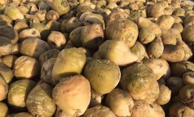 木里|佐木里的萝卜是什么？你能吃吗？好吃吗？你怎么吃的？