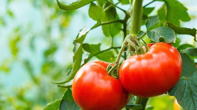  番茄|日光温室番茄栽培技术，及主要病虫害防治方法，菜农学到就是赚到