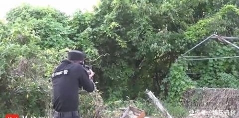 老农|黄牛突然狂躁发疯踢伤65岁老农，民警持枪当场击毙