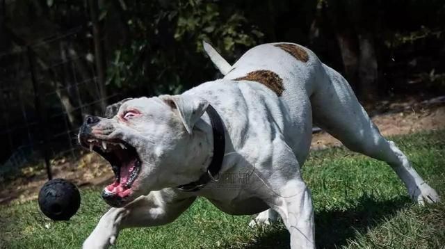  判刑|孩子被自家狗狗咬死，父母怎么判刑？美国罗德岛州这样做