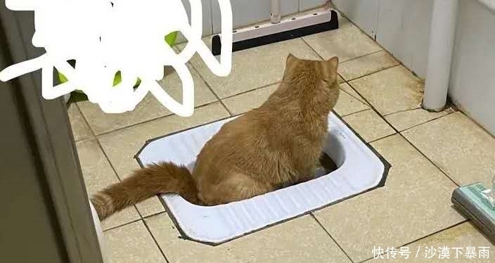 养猫|养猫，是本世纪最大的诈骗！