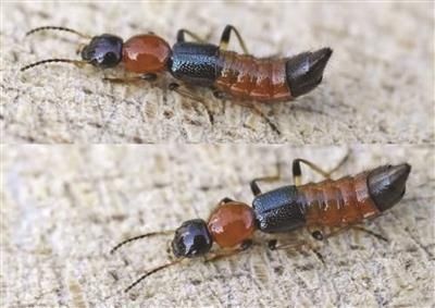 水疱|当心!这种虫子千万不能拍打!市民被隐翅虫叮红肿长水疱