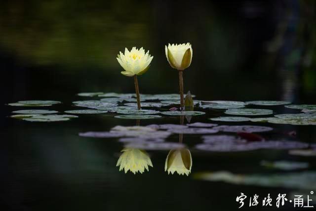  睡莲|甬城出梅日，盛夏赏睡莲