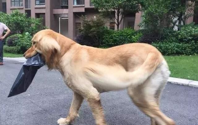 体现|咬人犬未必全是恶犬,但随意伤人就是恶犬,犬的行为体现主人素养