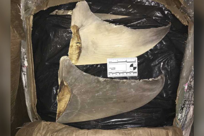 搜出|FBI在华人家中搜出800万美元的现金和珠宝!涉猎杀鲨鱼走私鱼翅