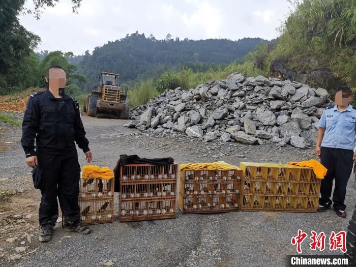 河口|云南河口查获非法走私野生画眉鸟41只