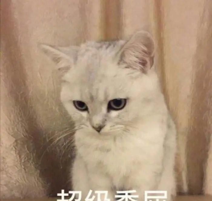  乘风破浪|别吹了，论抄袭他们也不输啊