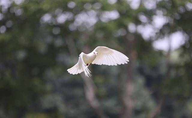 EOS|摄影摄像全能的干活利器 佳能EOS R5微单相机评测