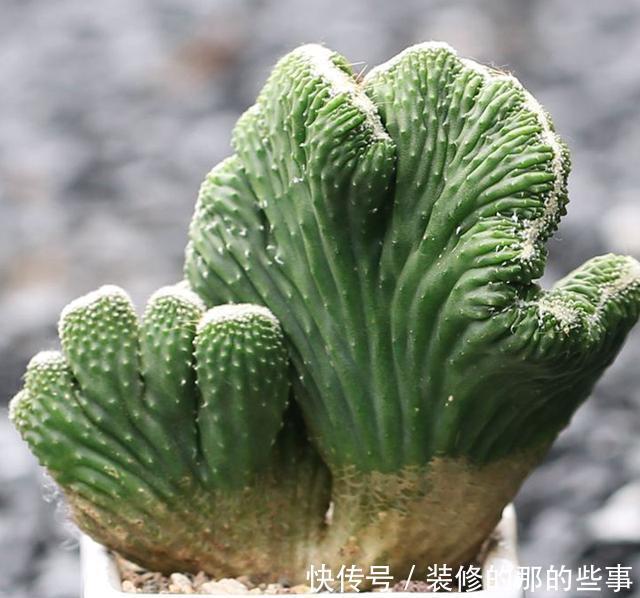 葱翠|葱翠壮丽如手掌的泰国山影,五指山这么养护,苍劲雄浑巍峨挺立