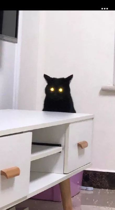  姿势|猫咪拉粑粑的奇葩姿势，忍住不要笑，铲屎的要面子的啊