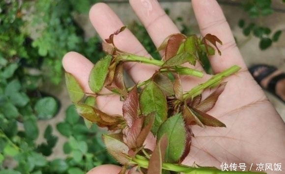 盆里|月季花立秋前夕,剪剪残枝条,盆里撒点肥料,秋天还能开一茬