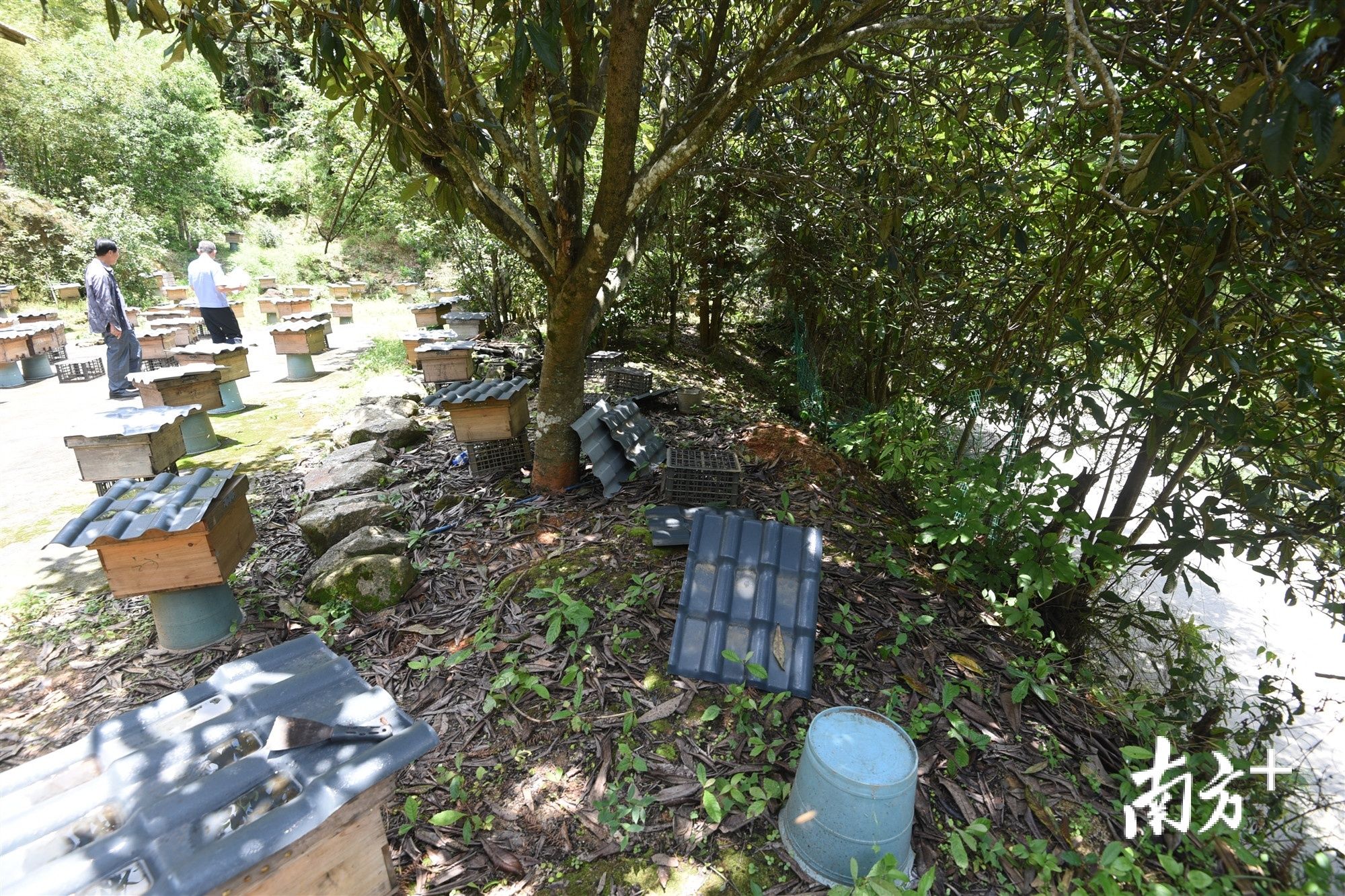  上演|深夜上演“熊出没”，梅州一男子盗窃六箱蜜蜂被刑拘