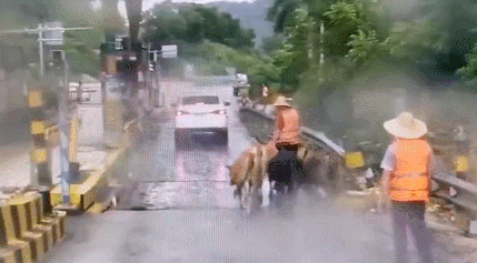  车辆|五头黄牛闯上高速，过往车辆纷纷避让！交警发“寻主启事”！