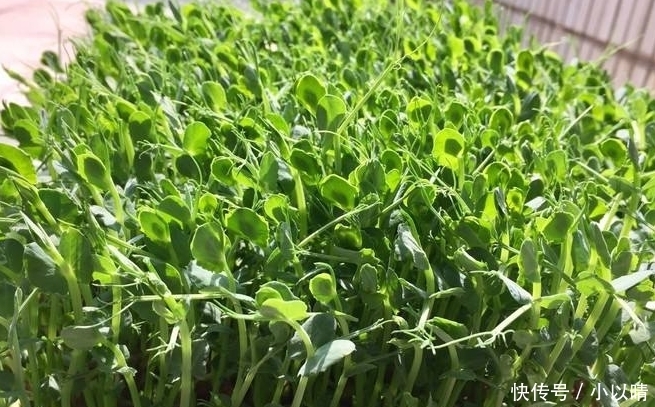 营养|这素菜,我家一周吃3次,营养比牛肉还高,晒黑的皮肤也白了