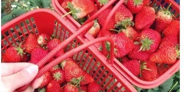  虫子|4种“脏”水果，用盐水洗3遍，还有虫子钻出来！你吃过几种呢？