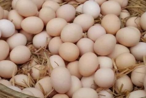 养殖户|买鸡蛋时,该挑红皮的还是白皮的?养殖户透露秘诀,这样挑才对