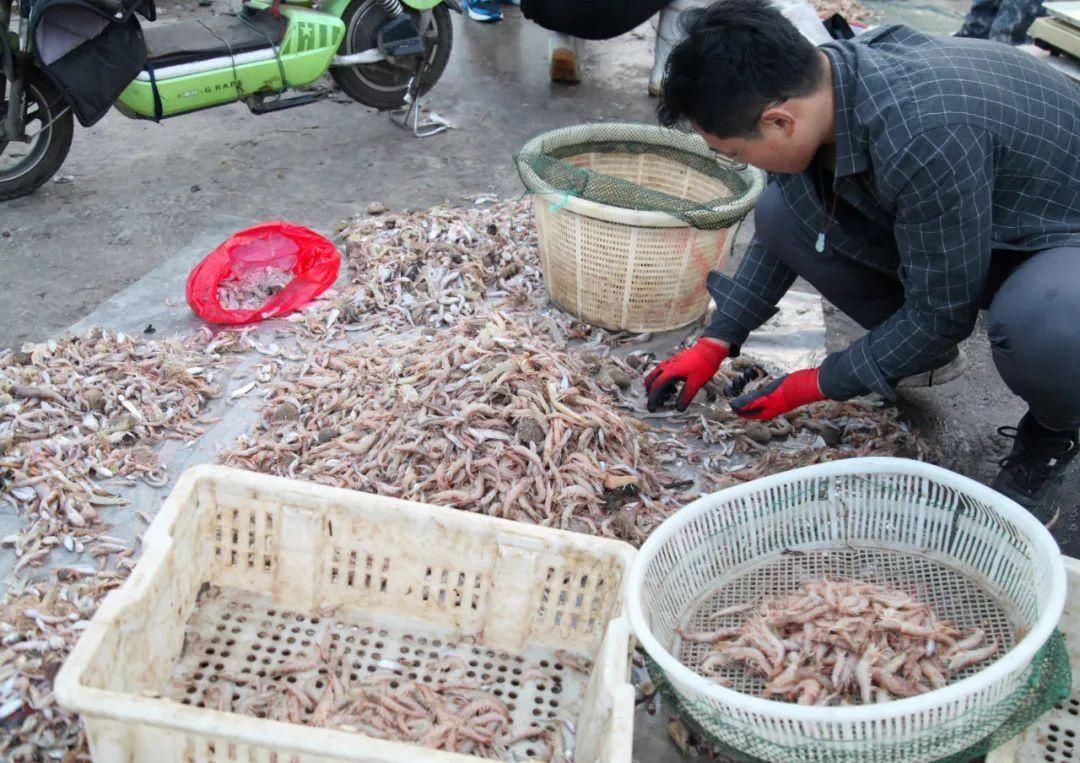 海鲜|实地探访！海鲜便宜了吗？你猜哪种海鲜卖得最火？