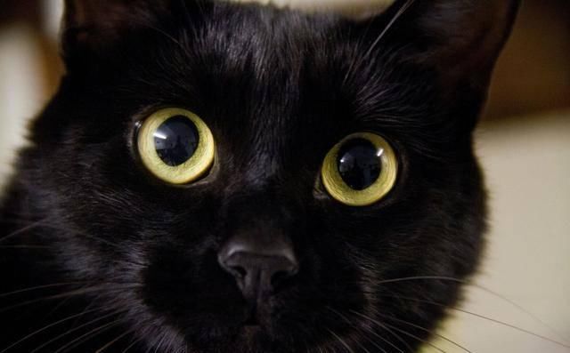  喜欢|没养过猫的人，根本不理解咱铲屎官到底为什么喜欢猫！