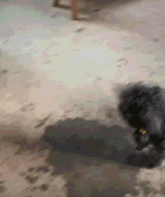 太漂亮|小贵宾跟主人回老家被村里的狗围观,“这个小妹妹也太漂亮啦!”