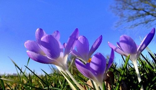  四大|在近期，桃花纷至沓来，情深缘未了的四大星座，将与旧爱长相厮守