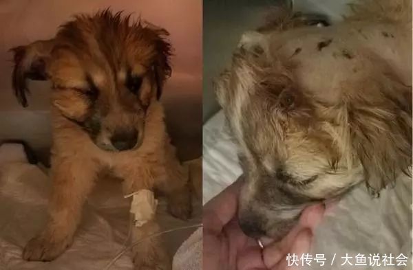 小时|11磅幼犬遭猫头鹰抓走,从空中被丢下,12小时后在球场被发现