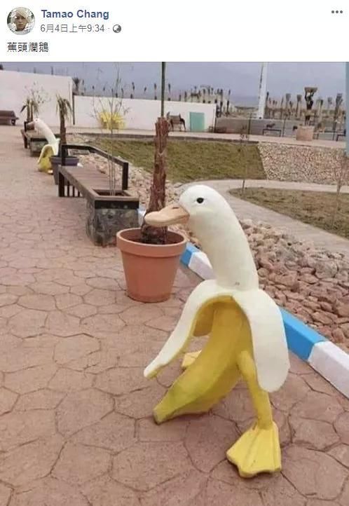 好吃|“老板说这种鸭子有营养,请问怎么做好吃?”鸭:我自己都营养不良