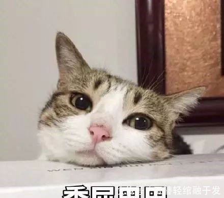 节目|六个大张伟都带不起来的配置,这节目还有播下去的必要吗