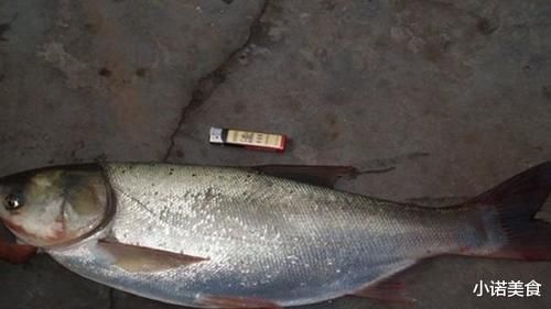 种鱼|我国公认“最难吃”的6种鱼,如果你全部吃过,我敬你是条汉子