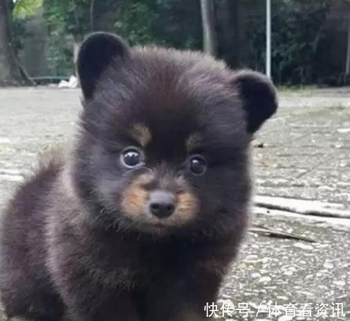 简直|2岁还没有立耳的德牧,这反差简直太萌了!