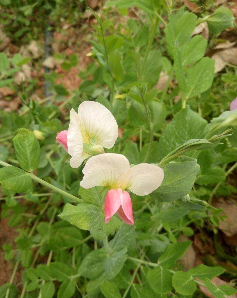 长满|阳台弄个泡沫箱,撒把菜种子,一周长满青菜