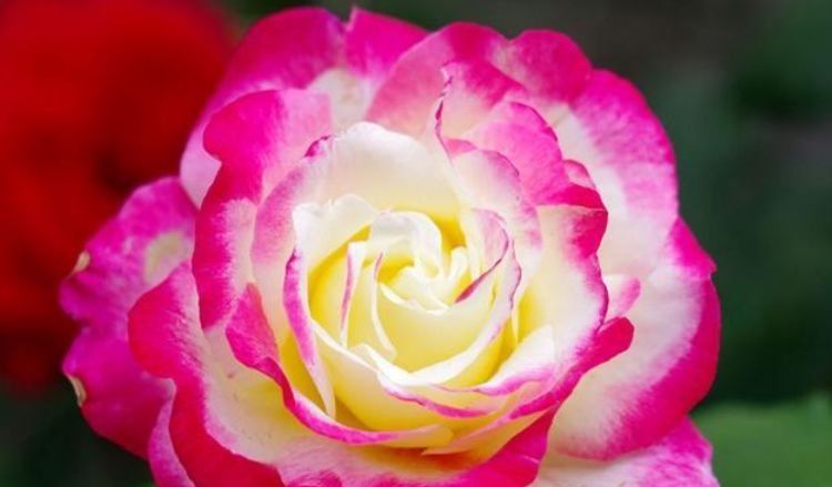  开花|4种花很耐养，沾土就能活，易爆盆，花开不断，还能旺财！